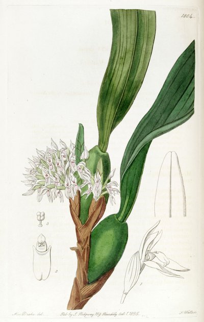 Maxillaria densa von Miss Drake